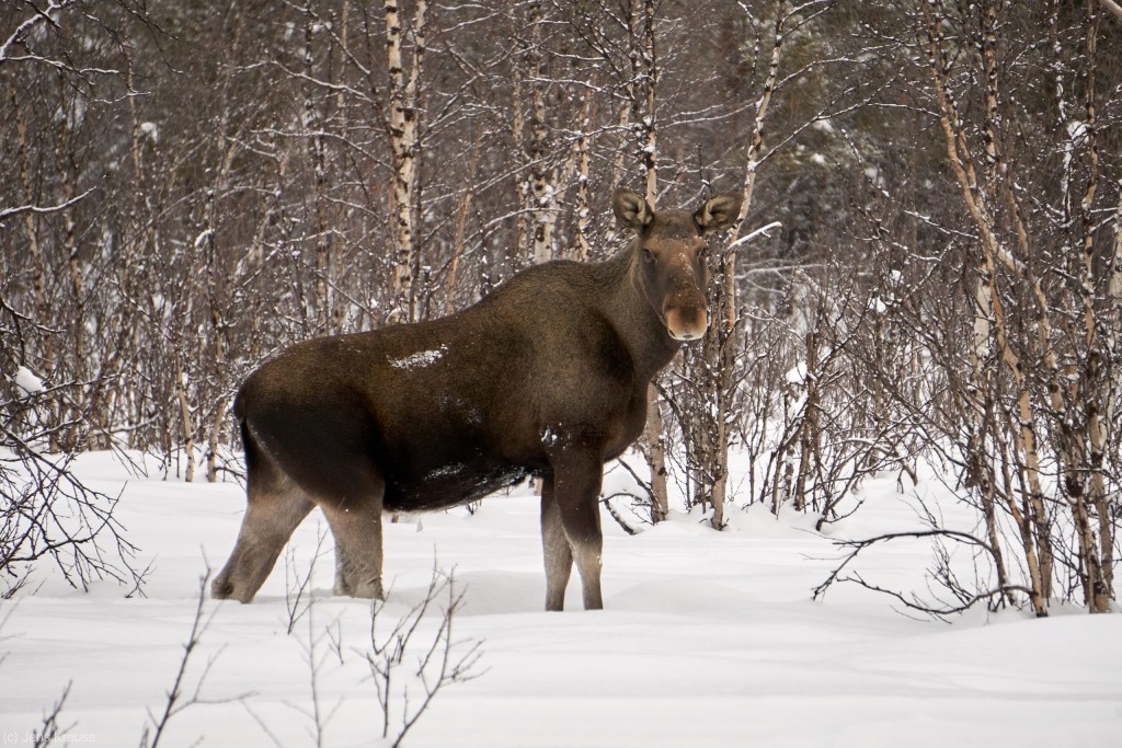 Moose in Nikkaluokta. Picture by Jens Krause, JGU Mainz.